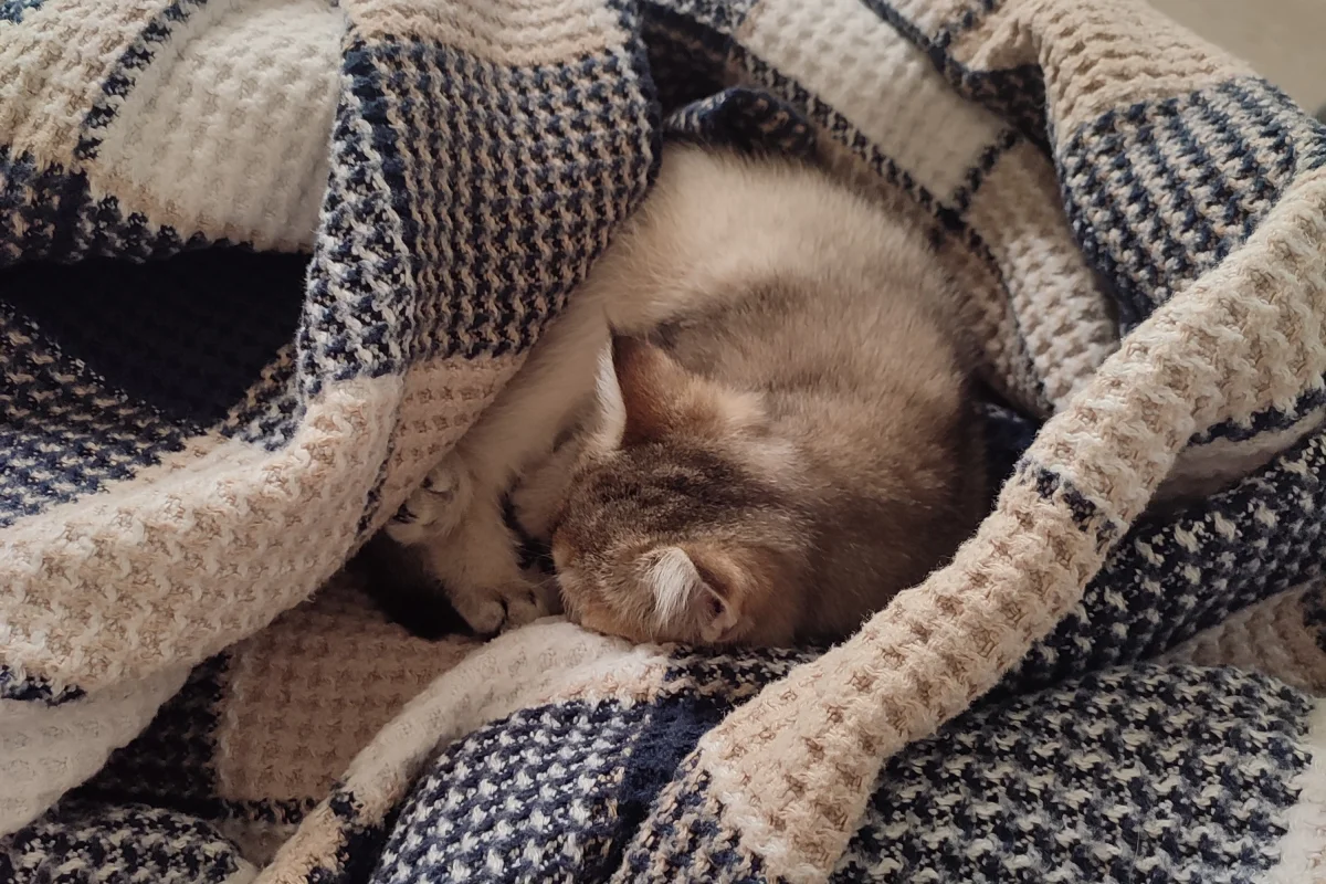 3 Aylık Golden British Shorthair 2