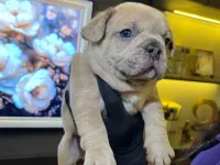 EGZOTİK FRENCH BULLDOG YAVRULARIM HARİKA RENKLER VE ANATOMİLER