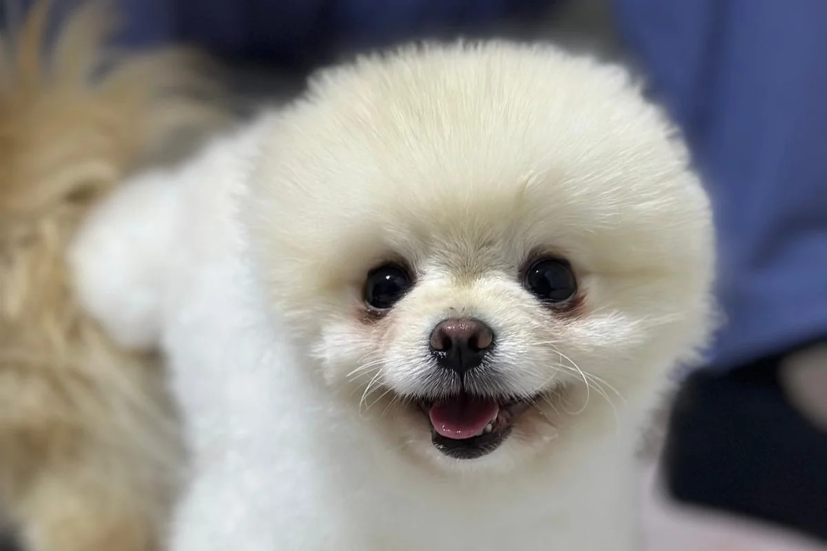 Teslime hazır pomeranian  yavrular 7