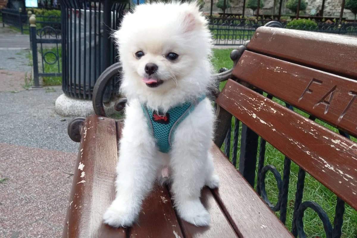 Teslime hazır pomeranian  yavrular 9