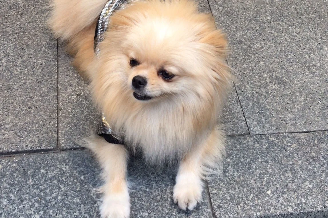 Teslime hazır pomeranian  yavrular 5
