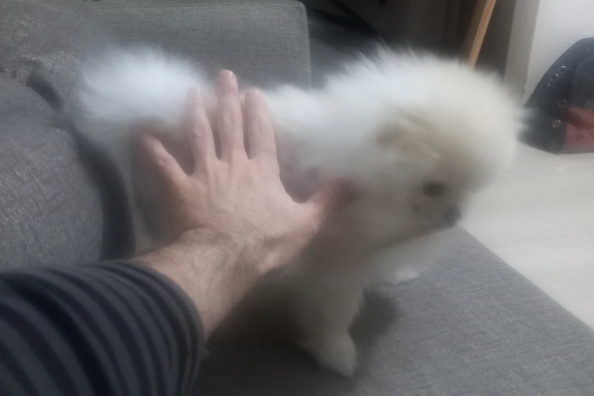 Safkan Pomeranian Yavrusu 6