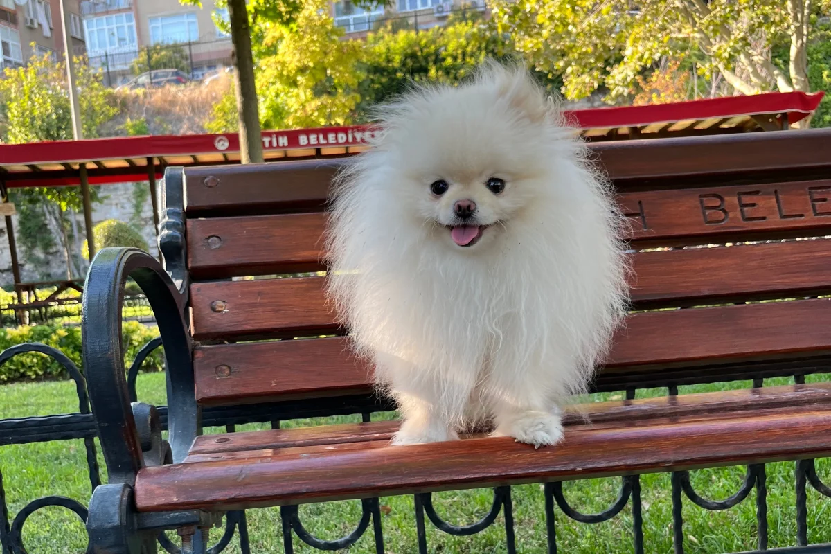 Safkan Pomeranian Yavrusu 5
