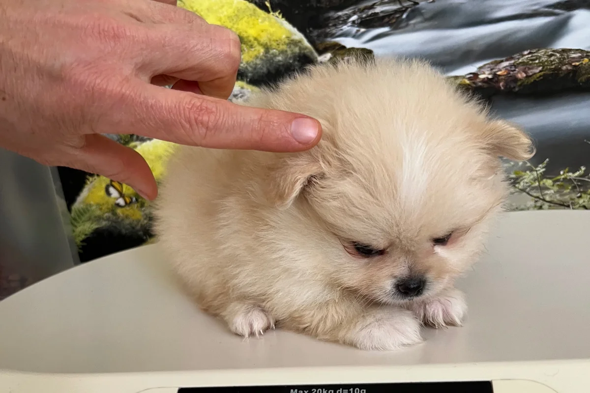 Safkan Pomeranian Yavrusu 2