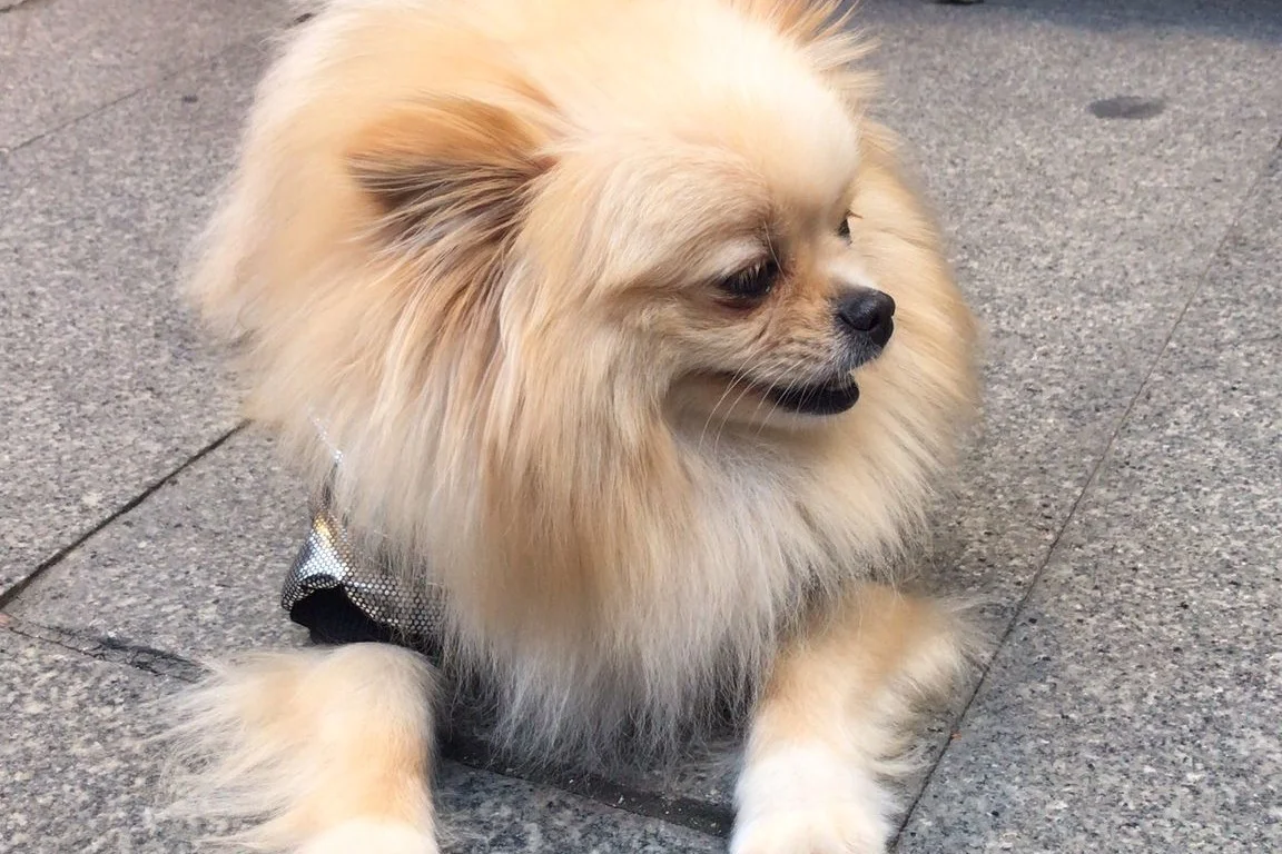 Teslime hazır pomeranian  yavrular 6