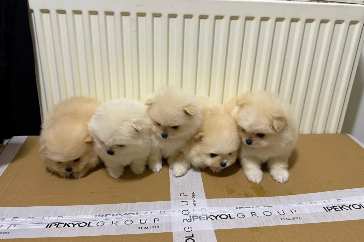 Teslime hazır pomeranian  yavrular 2