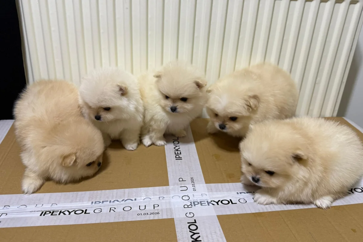 Teslime hazır pomeranian  yavrular 4