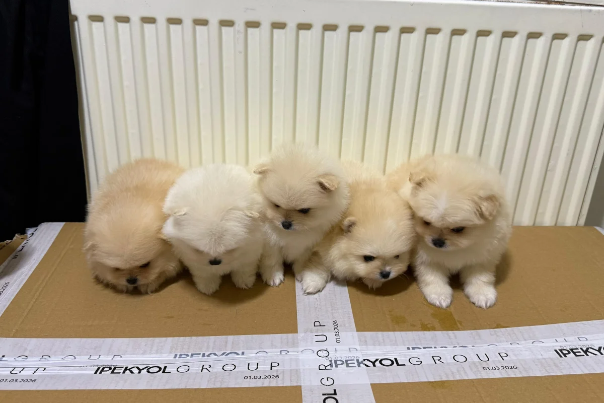Teslime hazır pomeranian  yavrular 3