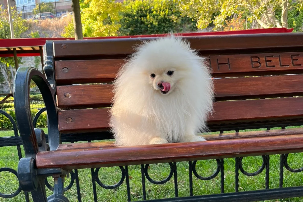 Teslime hazır pomeranian  yavrular 8