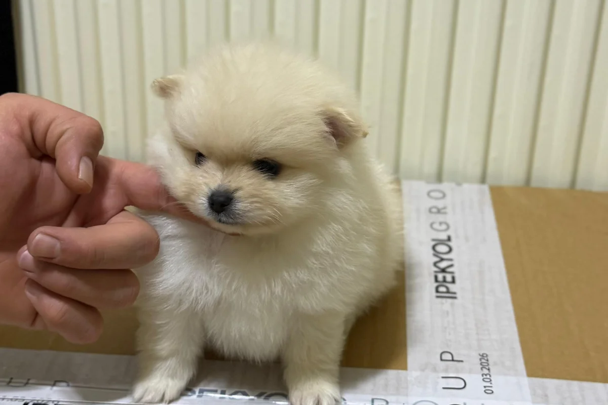 Teslime hazır pomeranian  yavrular 1