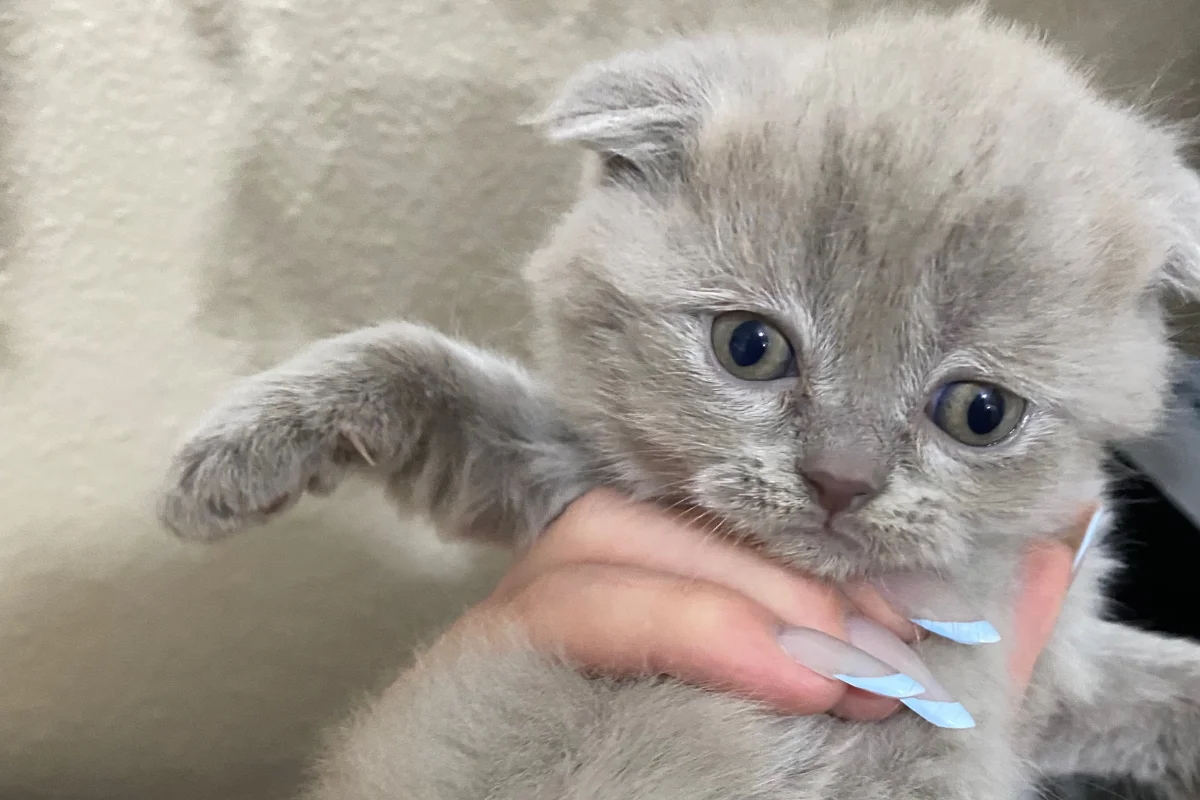 2 Aylık Scottish Fold Lilac  2