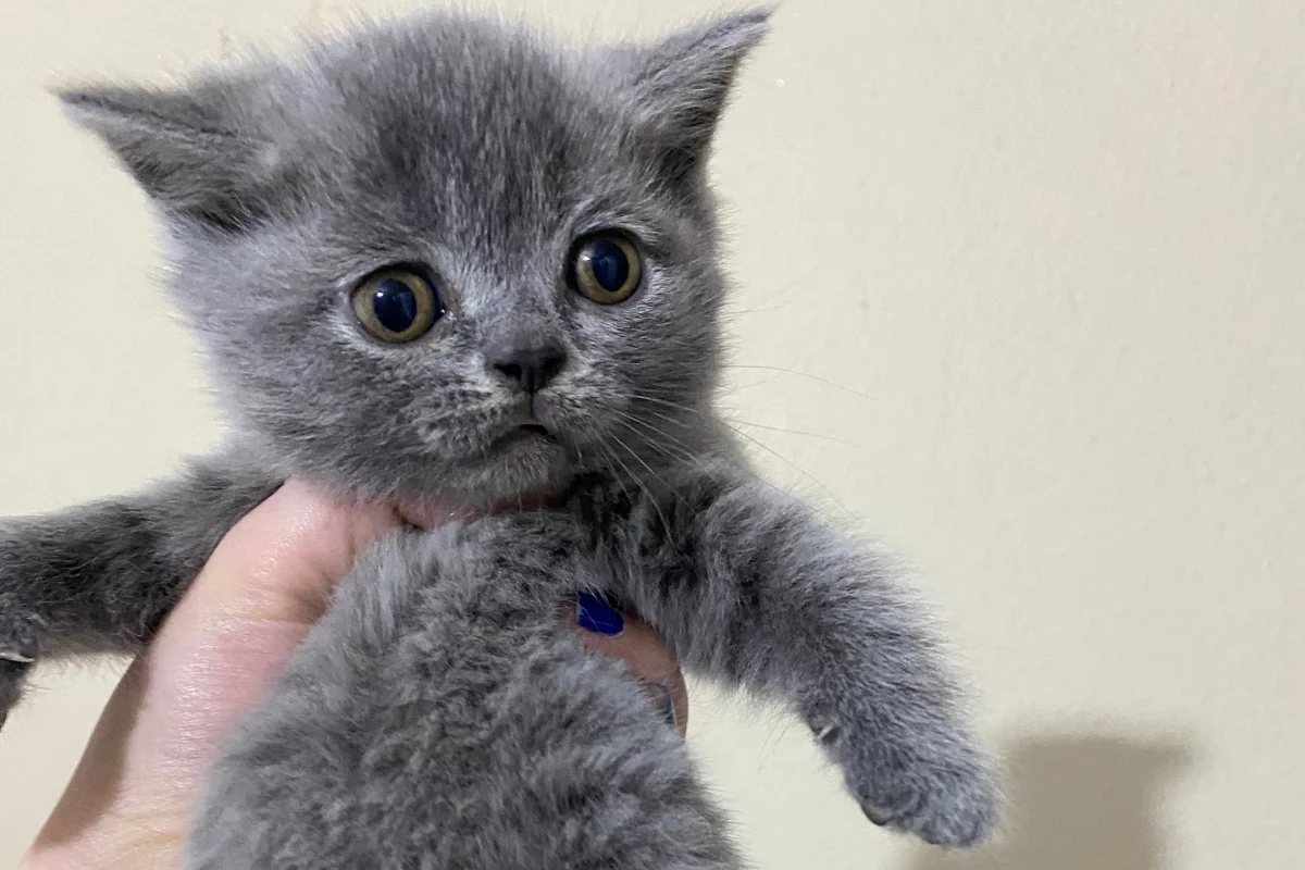 2 Aylık Scottish Fold Lilac  1
