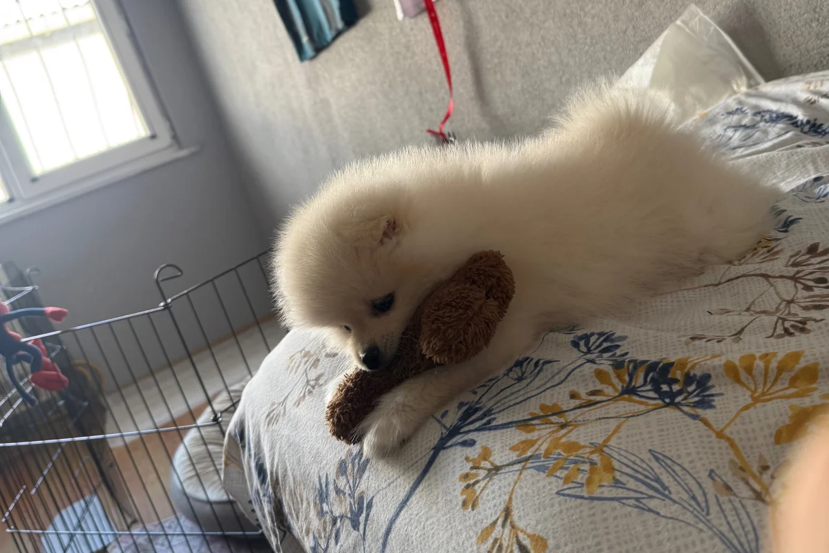 2 aylık pomeranian boo 1