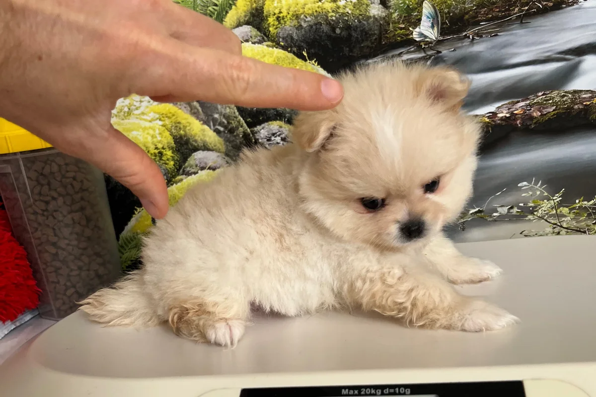 Safkan Pomeranian Yavrusu 4