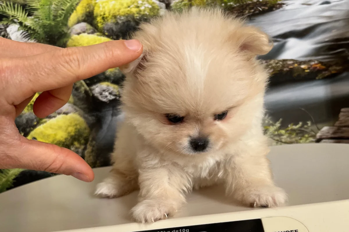 Safkan Pomeranian Yavrusu 1