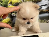 Safkan Pomeranian Yavrusu
