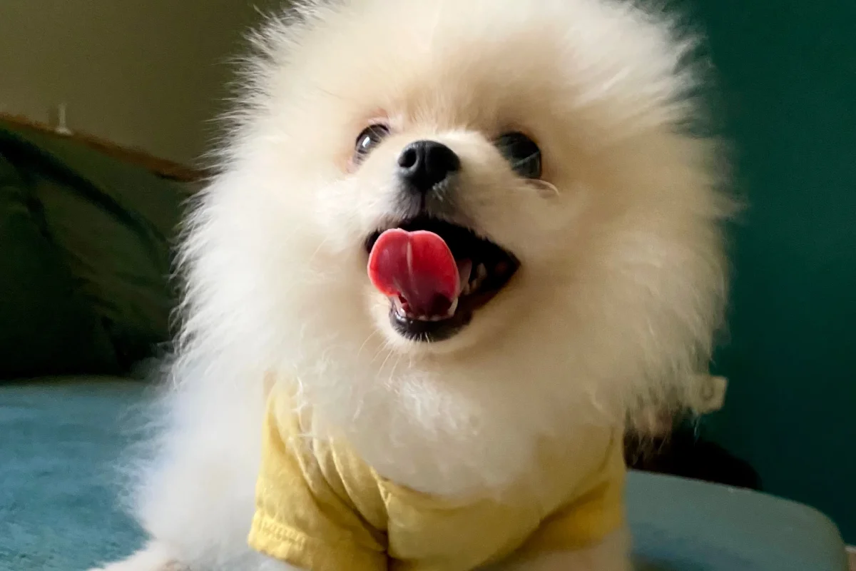 4 aylık orijinal pomeranian boo 1