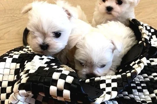 0 numara maltese bebeklerimiz 2