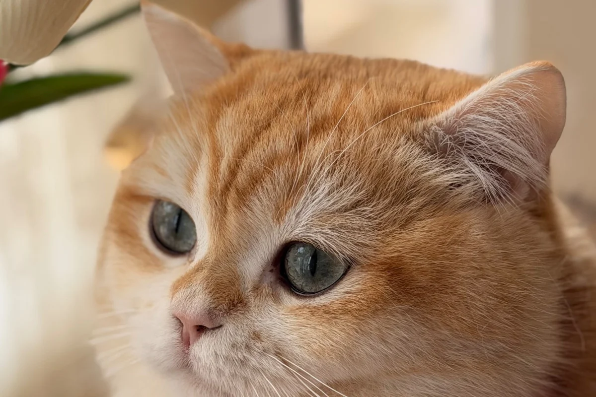 Secereli British golden shorthair NY12 oğlumuza eş arıyoruz 1