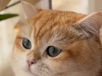 Secereli British golden shorthair NY12 oğlumuza eş arıyoruz