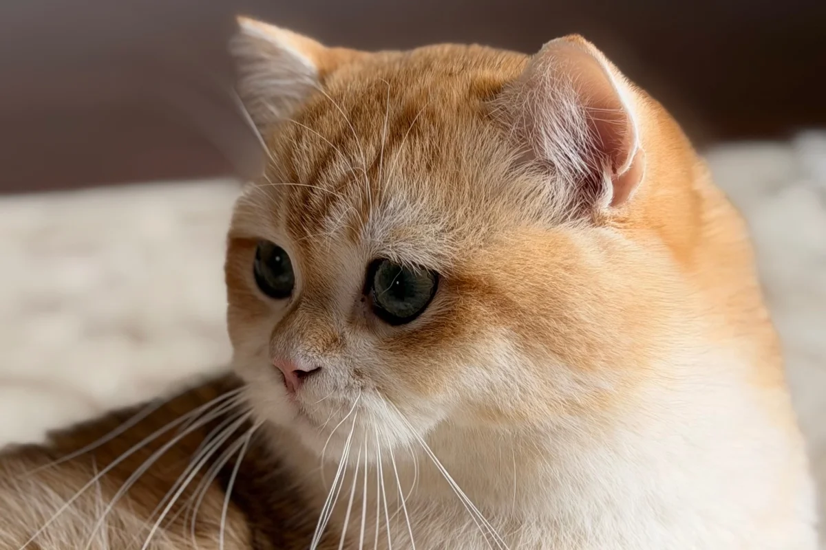Secereli British golden shorthair NY12 oğlumuza eş arıyoruz 2