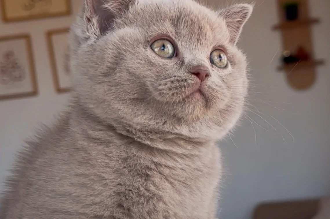 Evden 100% safkan lilac britsh shorthair yavru 3