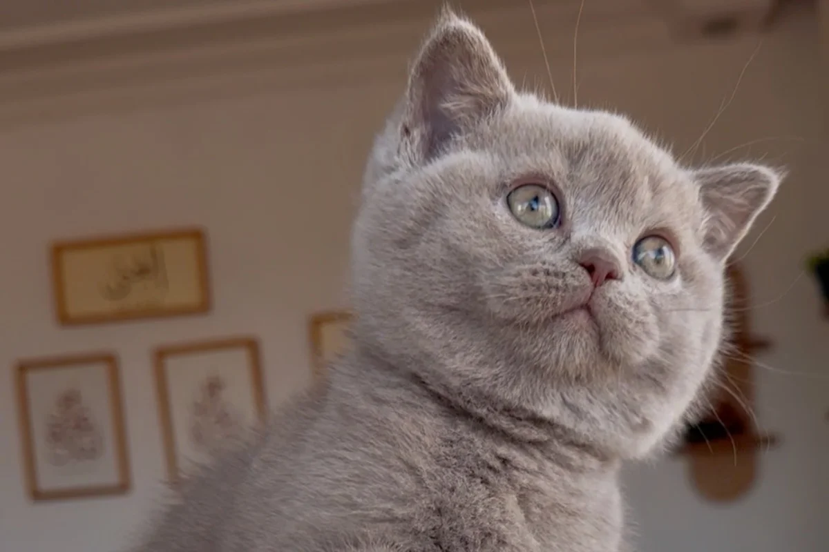 Evden 100% safkan lilac britsh shorthair yavru 2