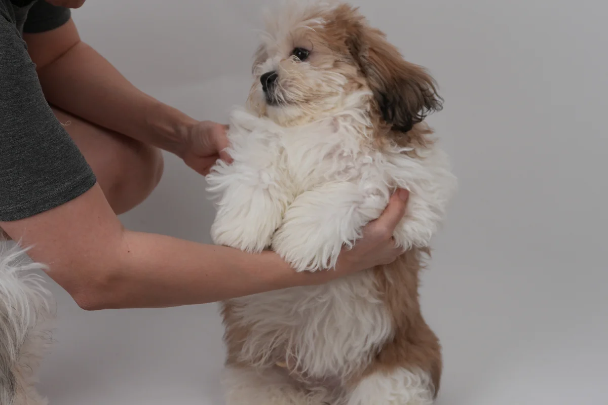 3 aylık shih tzu erkek yavrusu 2