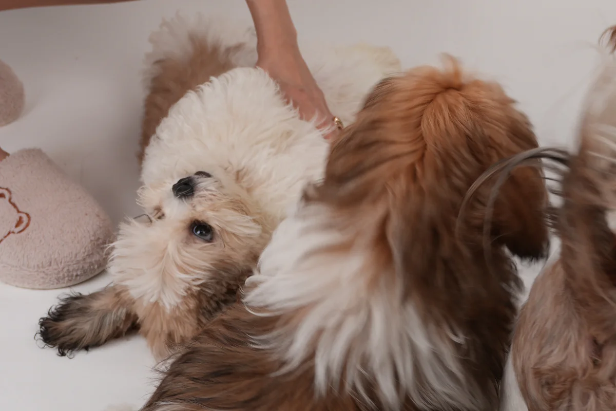3 aylık shih tzu erkek yavrusu 5