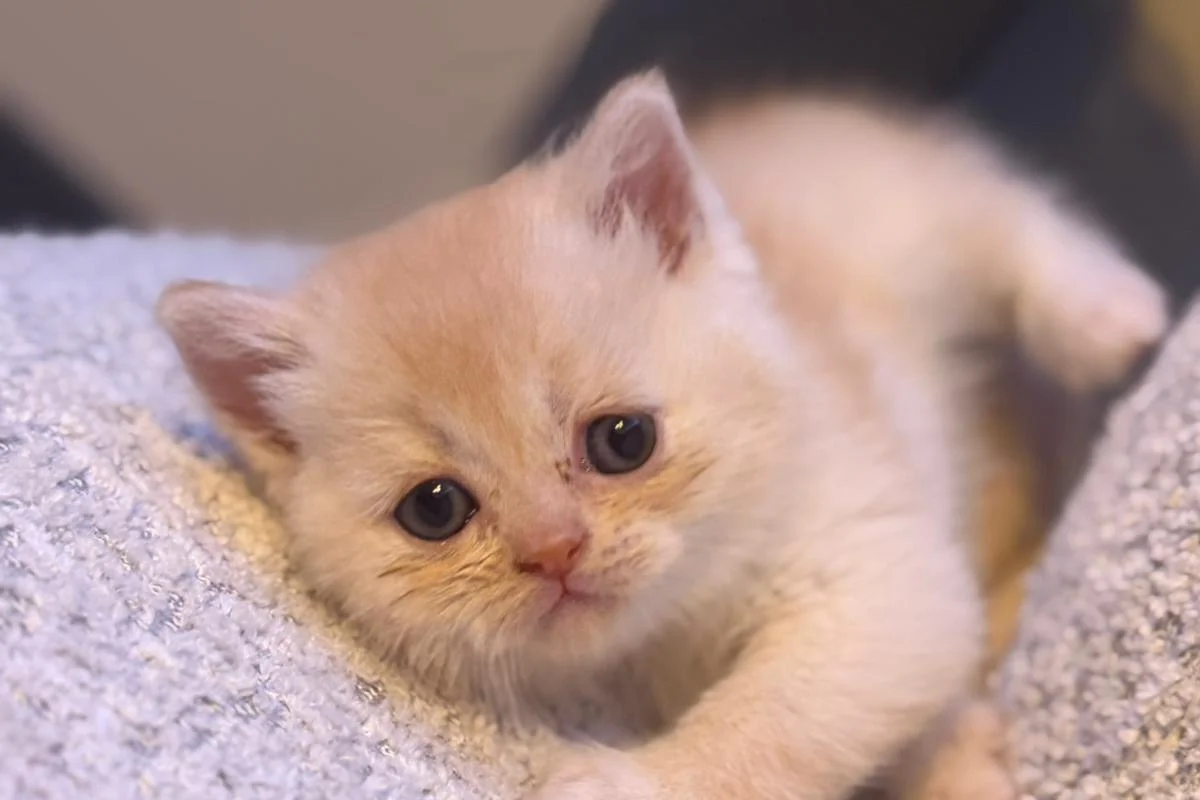 British Shorthair golden 1