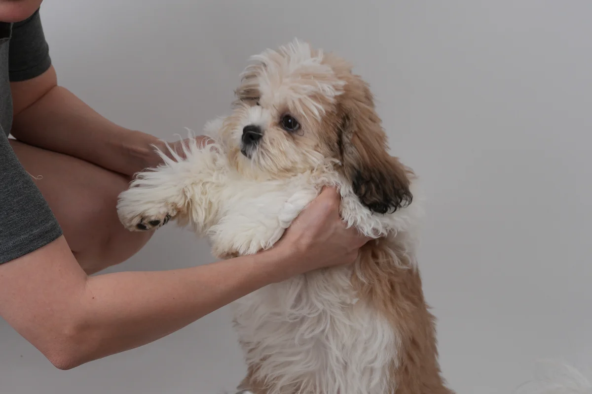 3 aylık shih tzu erkek yavrusu 3