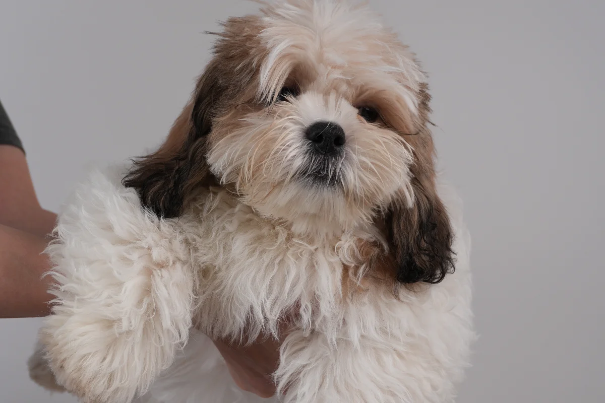 3 aylık shih tzu erkek yavrusu 4