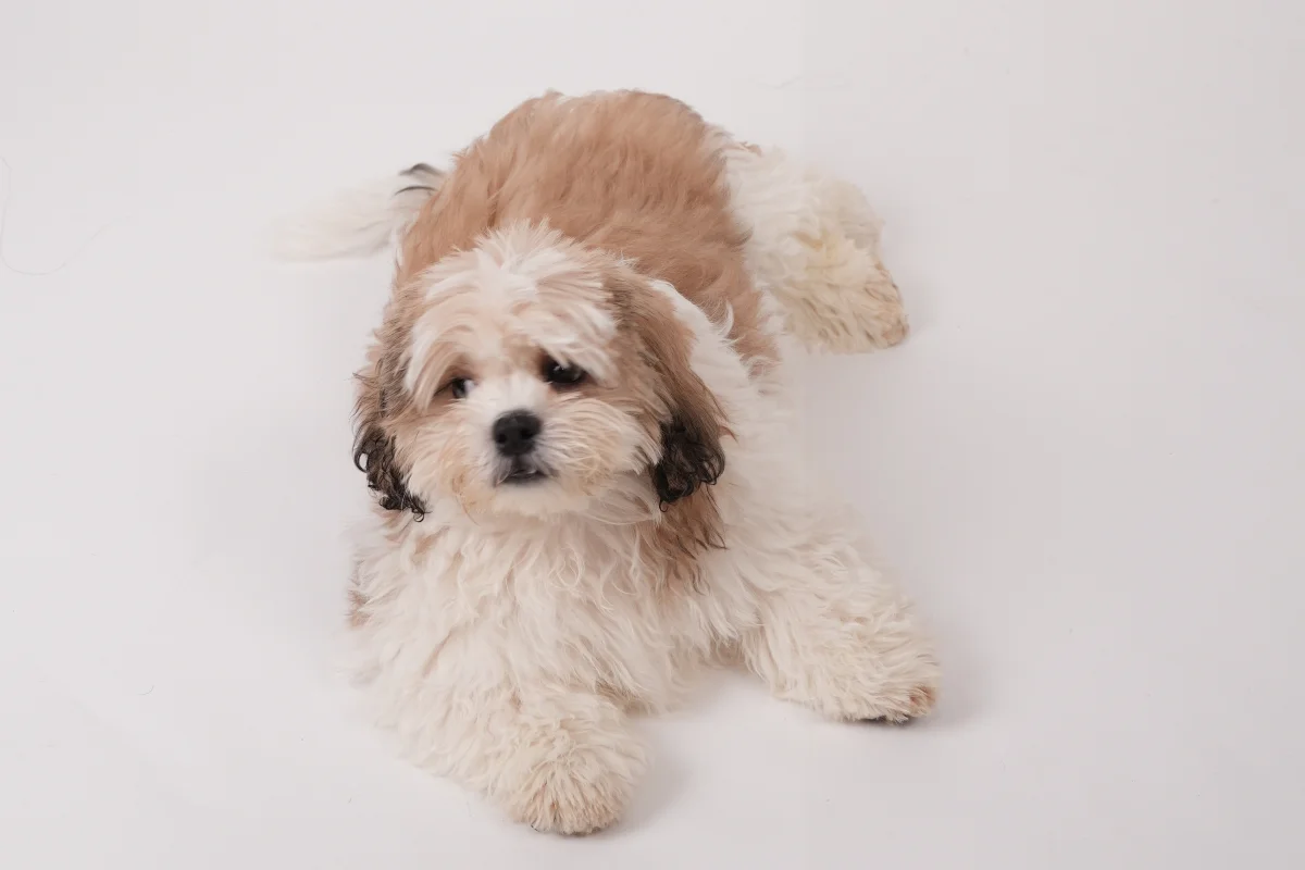3 aylık shih tzu erkek yavrusu 1