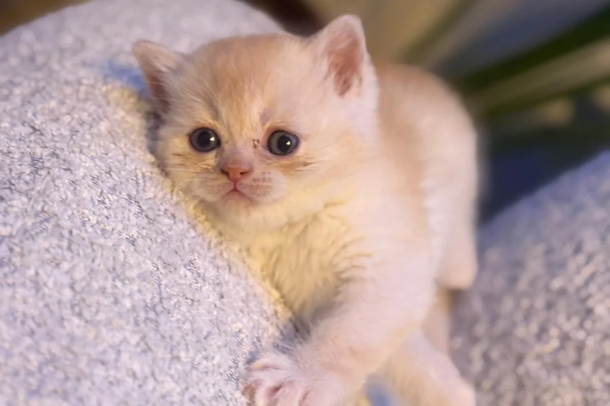 British Shorthair golden 5