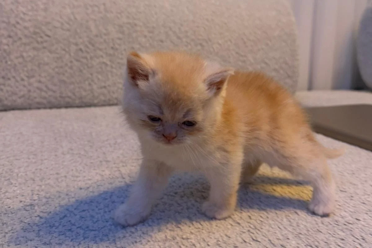 British Shorthair golden 3