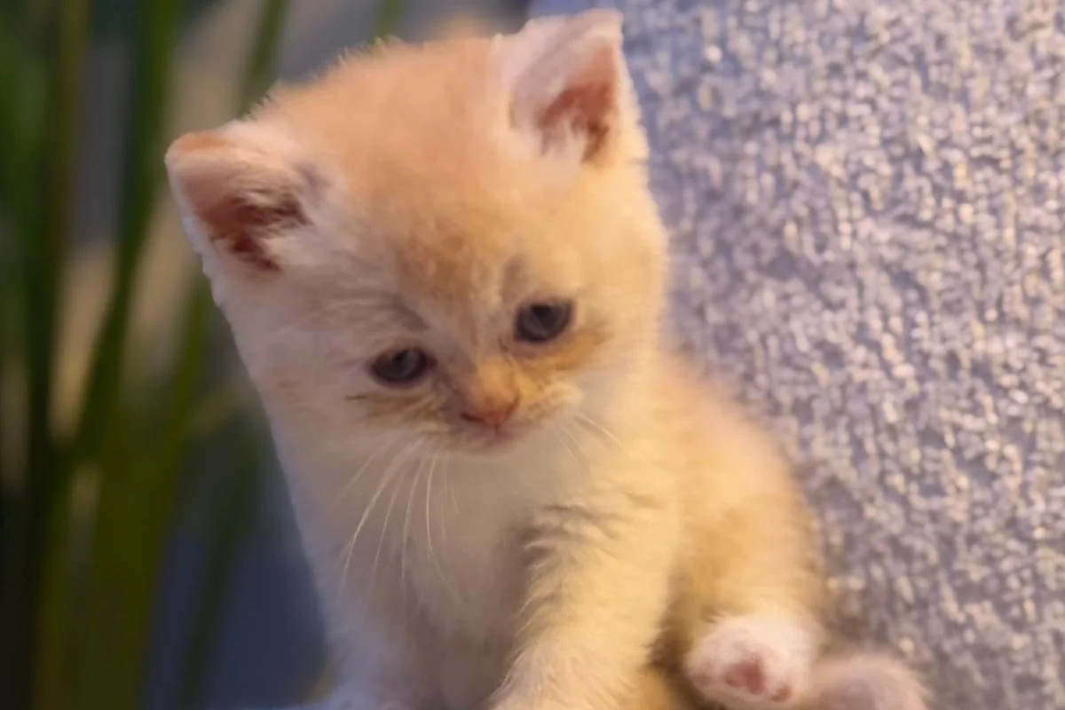 British Shorthair golden 2