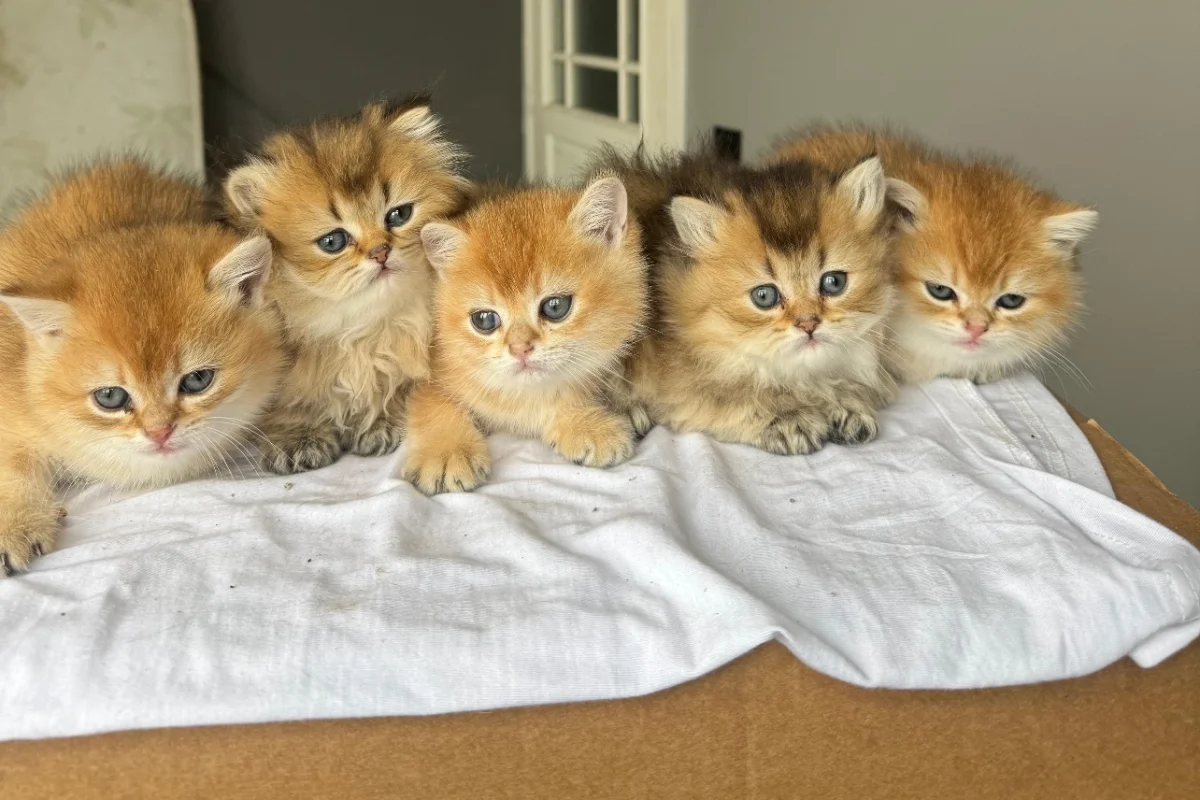 Ny 11 minik patilerimiz yeni sahiplerini bekliyor 2