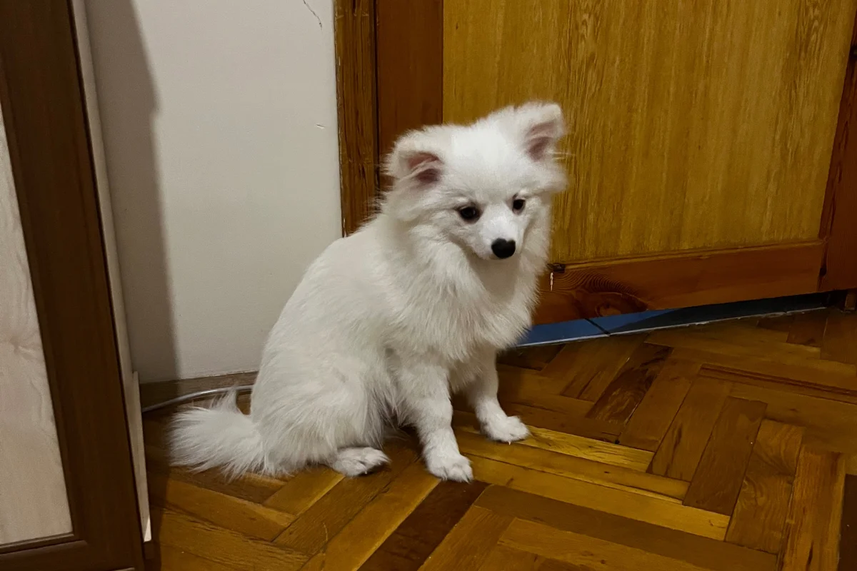 4 aylık spitz 5