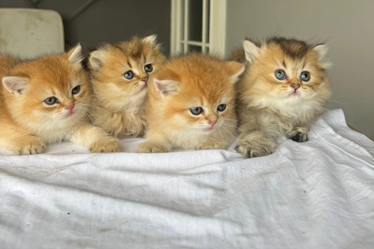 Ny 11 minik patilerimiz yeni sahiplerini bekliyor 3