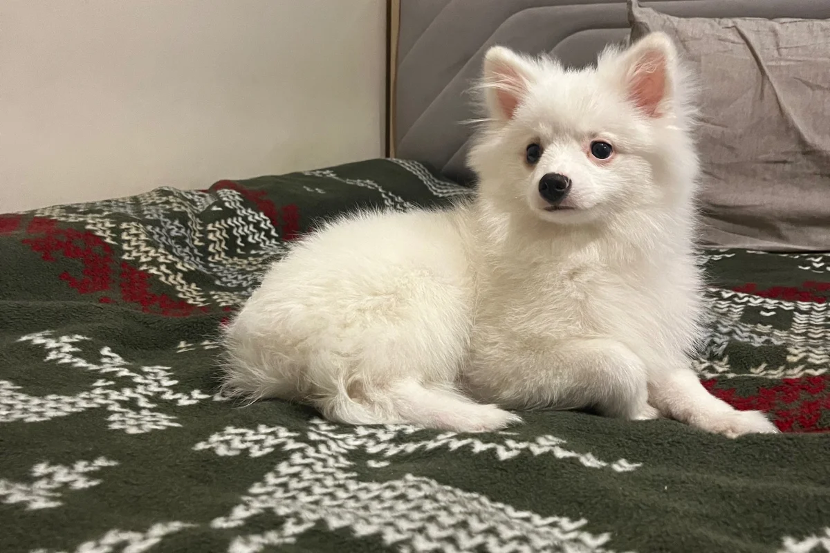 4 aylık spitz 4