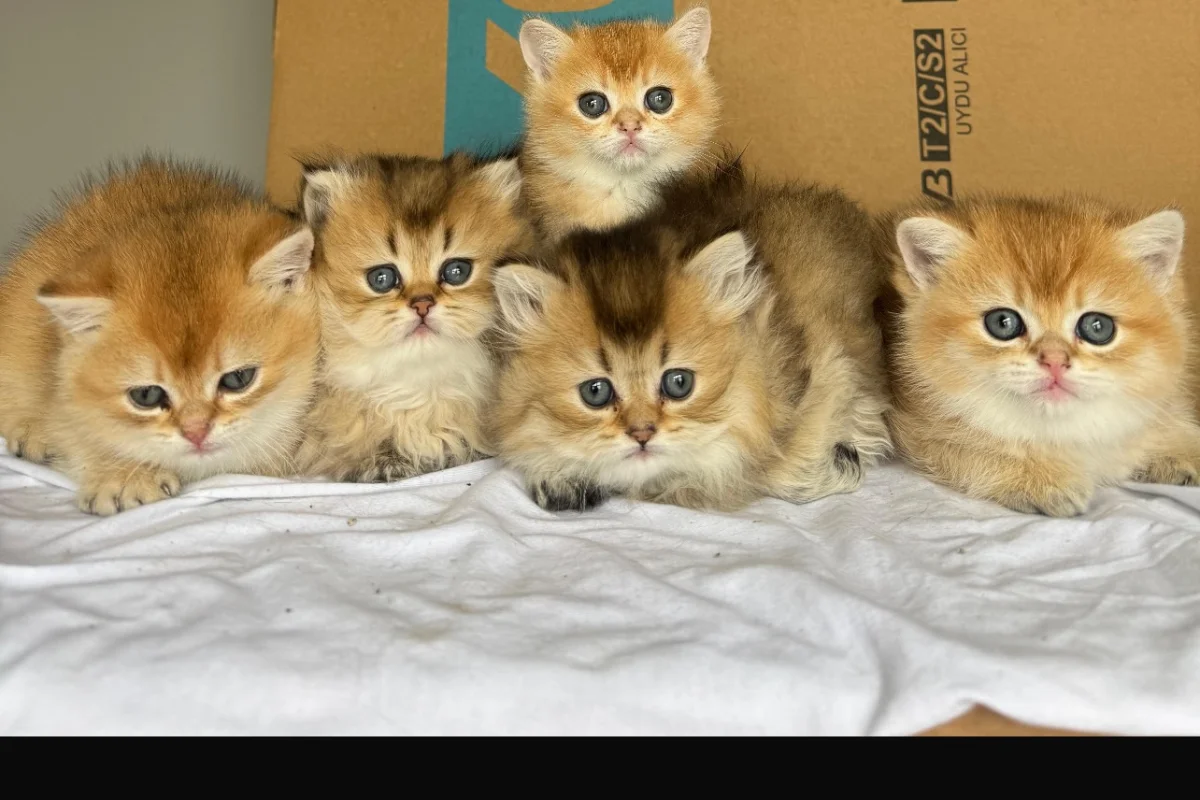 Ny 11 minik patilerimiz yeni sahiplerini bekliyor 1