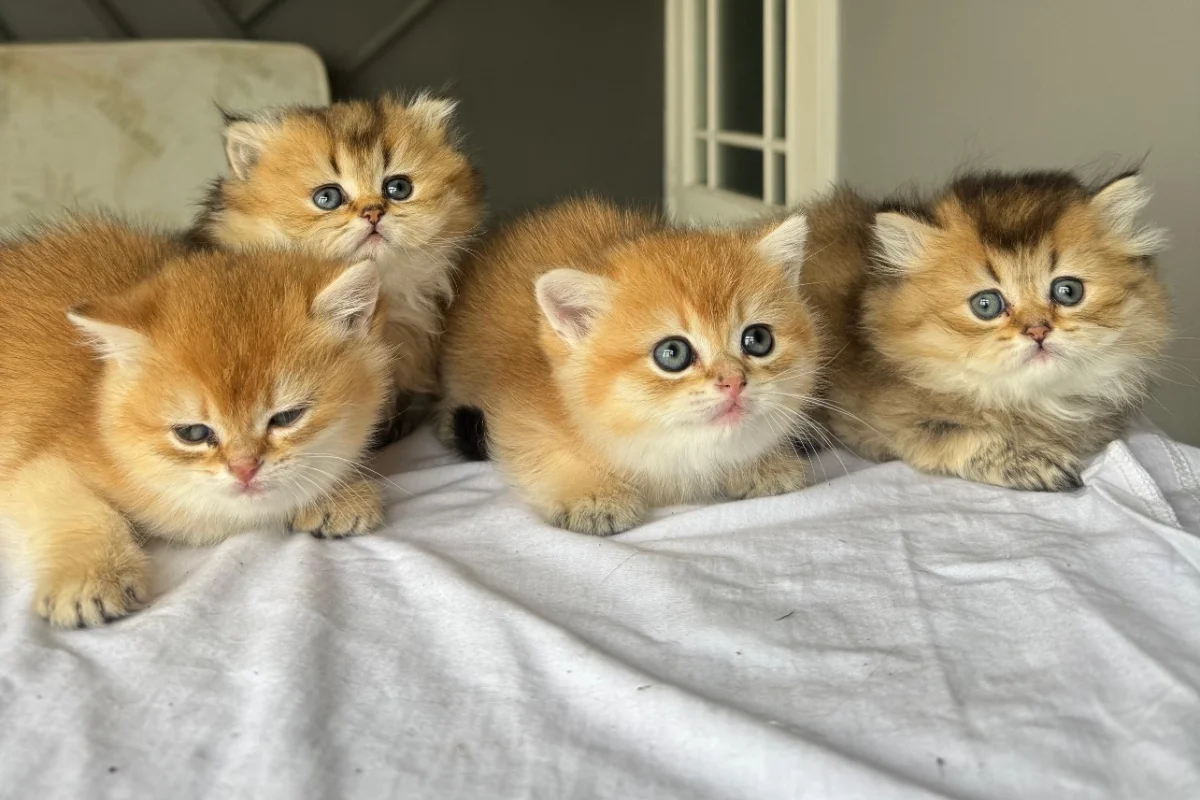 Ny 11 minik patilerimiz yeni sahiplerini bekliyor 4