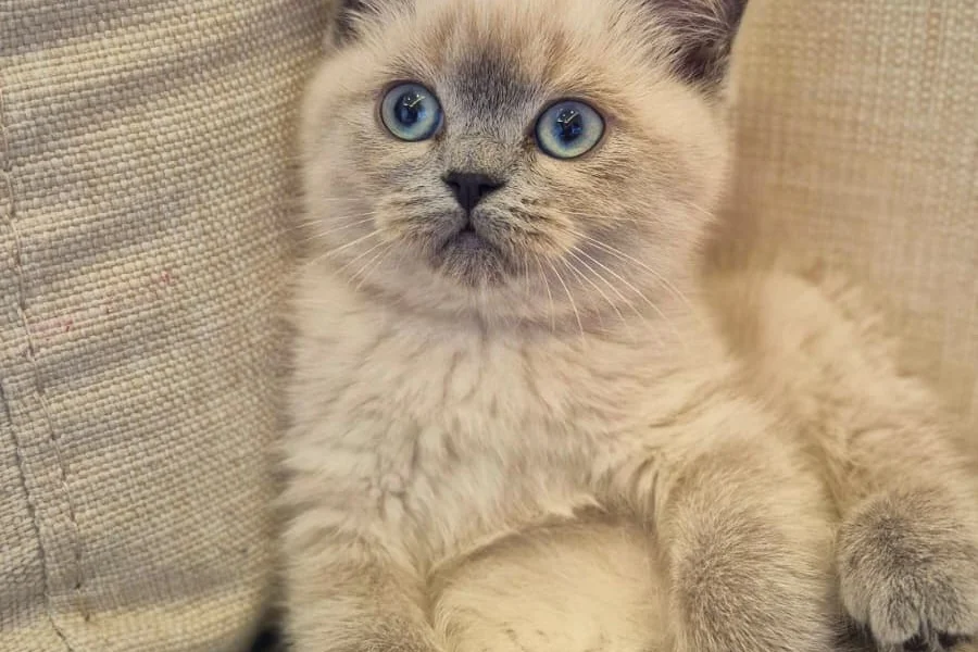Uysal ve Oyuncu British Shorthair Blue Point Kedi  3