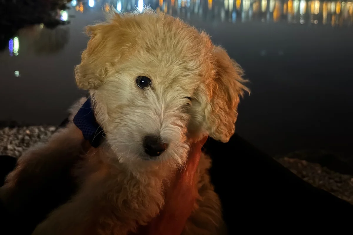 3 aylık erkek maltipoo 1