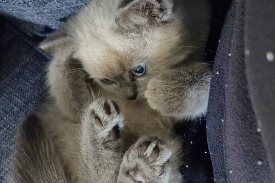 Uysal ve Oyuncu British Shorthair Blue Point Kedi  4
