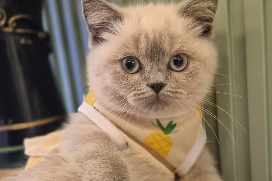 Uysal ve Oyuncu British Shorthair Blue Point Kedi  1