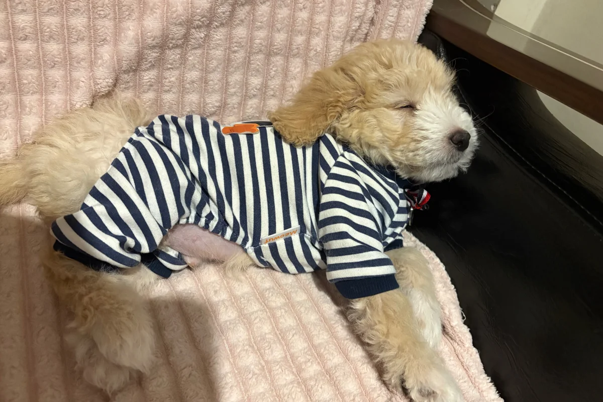 3 aylık erkek maltipoo 2