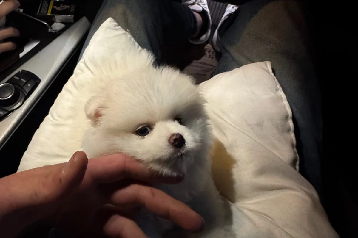 3 AYLIK POMERANIAN BOO acill yuva arıyoruz fiyata anlaşılır güvenilir kişilere 1