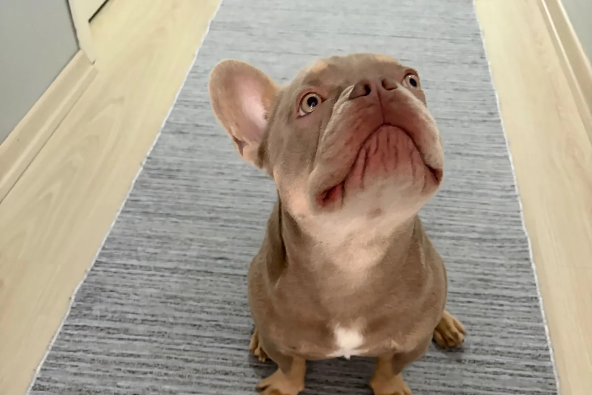 8 Aylık Erkek Fransız bulldog 1