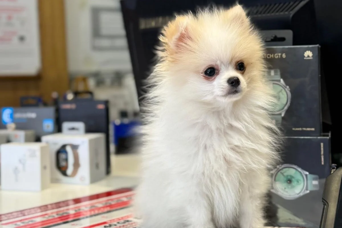 3 aylık erkek pomeranian 1